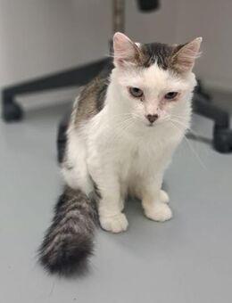 Kater Sol sucht - Neunkirchen (Saarland)