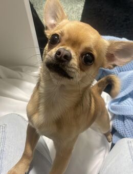 AKTUELLE ANZEIGE ! Chihuahua 1 Jahr alt Rüde mit Ahnentafel - Hamburg Hamburg-Nord