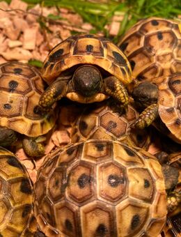Griechische Landschildkröten NZ 2025 - Weißenfels
