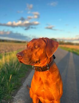 Rhodesian Ridgeback Rüde in liebevolle Hände abzugeben - Schwalmstadt Zentrum