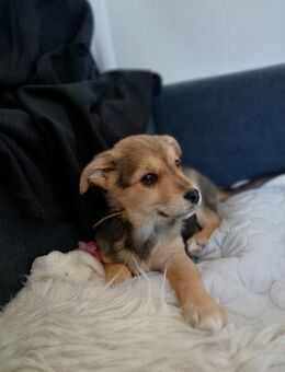 🌸 Tolles Welpenmädchen Sweetie 🌸 - Eislingen (Fils)