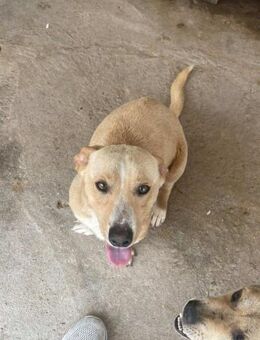 Lieber LUCKY sucht liebevolles Zuhause - Neuberg