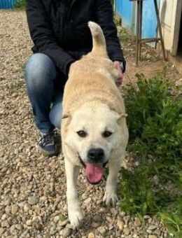 Der fröhliche Max sucht sein Zuhause! - Beltheim