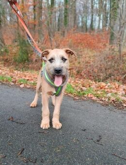 🐾 Kaspar sucht sein perfektes Match! 🏡 - Bremen