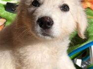 Principe 💜💜💜-Wuscheljunge- sucht Heim - Bad Karlshafen