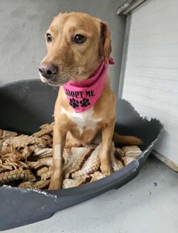 Ruhige, freundliche Tilda - Eichenzell