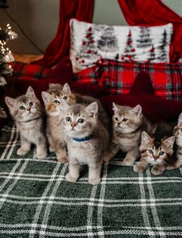 British- Persian mix Kätzchen- geboren am 05.09.2025 - Hürth