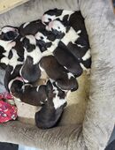 Reinrassige Bernhardiner mit Ahnetafel in 54597