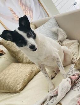 Clampy sucht eine liebevolle Familie - Beltheim