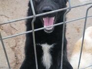 🆘 Hundedame Paula sucht ihre Familie 🆘 - Wallerfangen