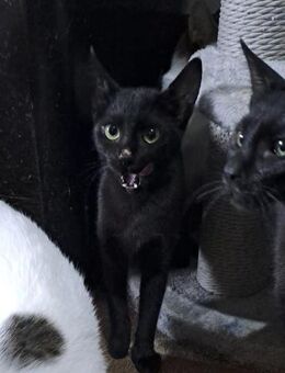 Morle (jung, verspielt) - Köln