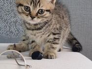 Britische kurzhaar Kitten. - Neuwied