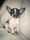 Chihuahua Welpe in 30952