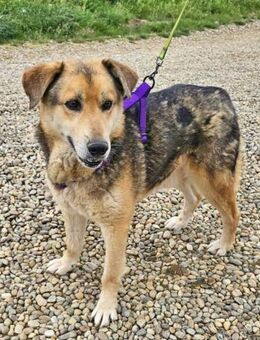 Ruffy ist ein ganz liebenswerter Rüde - Schwarmstedt