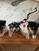Amerikanische Langhaarcollies Welpen in 94227