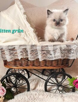 Heilige Birma Kitten blue/seal point - Auerbach (Vogtland)