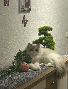 Ragdoll Kater 9 Monate - Rostock