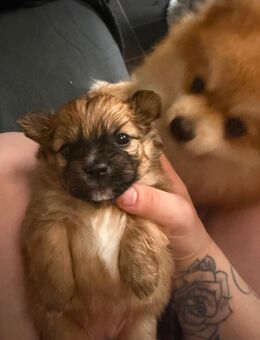 5 welpen sind noch da , 3 männchen, 2 weibchen. - Castrop-Rauxel