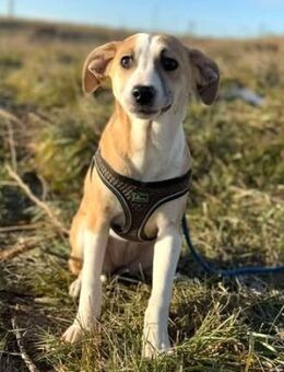 Hundekind - TALINA - - Kempen