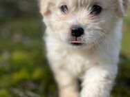 Malteser Pekinese Hund in guten Händen abzugeben - Straelen