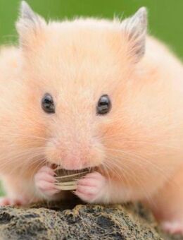 Hamsterbabys gesucht - Rosenheim