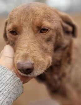 Lana sanftes Wesen sucht das Glück - Overath