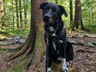 Balu sucht ein neues Zuhause - München