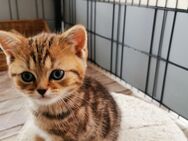 Bkh kitten Reinrassige Kätzchen besondere Farben - Schloß Holte-Stukenbrock