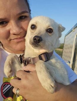 Süße kleine Missy sucht ihre Menschen - Mannheim