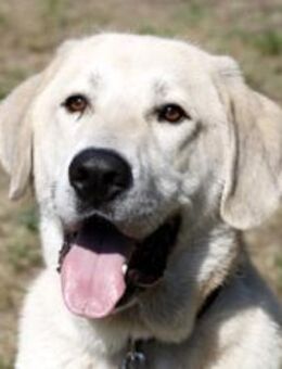 Basti - Riesenbaby su. Lebensplatz - Neuhausen (Spree)