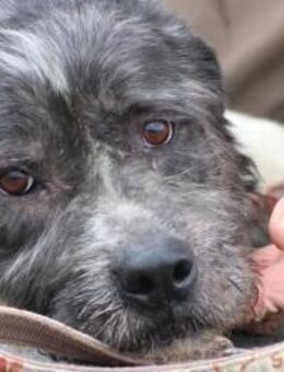 Bono - ruhig u. sehr verschmust - Lohra