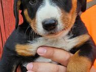 Appenzeller Sennenhunde, Welpen, Tri-Color Schwarz und Havanna Braun, 1 Hündin, ab Ende Mai - Pasewalk