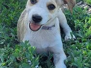 Kleine Nadja sucht ihre Familie - Weilheim (Oberbayern)