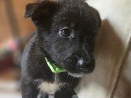 Labrador Husky Mix Welpen - Püttlingen