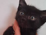 Perser/ Ekh Mix Kitten - Trier