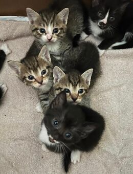 Kitten Katzenbaby Kater Katze - Stuttgart