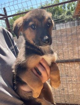 Lieber Welpe LEVI sucht sein Zuhause - Neuberg