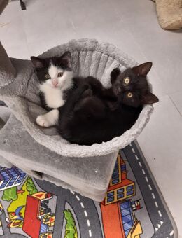Katzenbabys - Buch (Bayern)