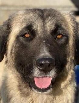 Harper, geb. ca. 12/2018, Griechenland - Markdorf