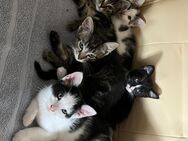 5 Kitten suchen ein Zuhause - Freren