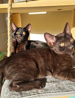 Rarität! Melanistic und smoke Bengal Mädels! - Haßloch