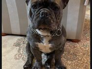 Buddy sucht liebevolles und strukturiertes Zuhause - Düsseldorf