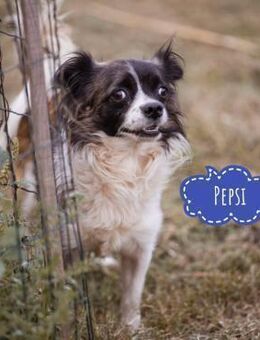 Pepsi braucht viel Liebe - Flörsheim-Dalsheim