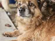 Nietzsche - Gnadenbrotplatz gesucht - Weilheim (Oberbayern)
