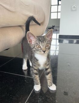 🐾 2 süße Kitten suchen liebevolles Zuhause - Schüttorf Suddendorf