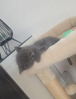 Bkh Kitten Männlich - Remscheid