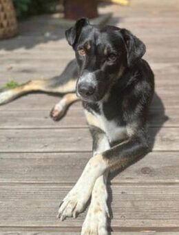 Ronin ist ein richtiger Gute-Laune-Hund! - Karben