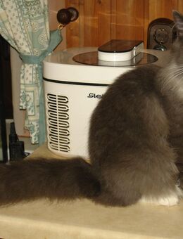 Norwegisches Waldkatzenkaterchen - Reichenbach (Oberlausitz)