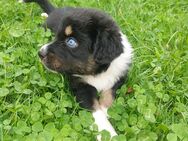 Australien Shepherd Mix Welpen, tricolor, teils blauäugig - Siegen (Universitätsstadt)