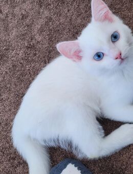 BKH kitten abzugeben - Herford (Hansestadt)